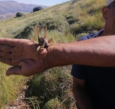 Elazığ'da dağda görüntülenen hayvan panik yarattı! Evlere girerse yakaladığını affetmez. Bingöl, Tunceli, Diyarbakır ve Malatya da dikkat - Resim : 1