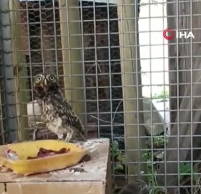 Antalya'da bulunan 3 farklı türden 3 yavru tedavileri için doğadan alınmıştı. 20 günün sonunda yeniden doğal ortamlarına kavuştular - Resim : 1
