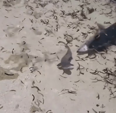 Suda yalnız gezen köpek balığı şimşek hızında bir saldırıya uğradı. O anları izleyenler gözlerine inanamadı, başa sarıp tekrar izledi - Resim : 1
