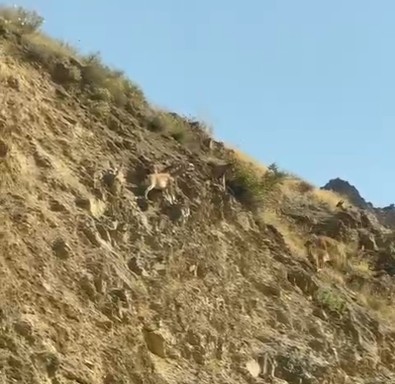 Hakkari'de o hayvan adeta mahalleyi mesken tuttu! Her gün sarp kayalıklardan inip şehirde bir bir görünüyorlar... Bir değil iki değil - Resim : 1