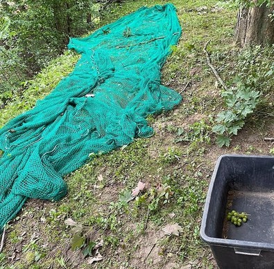Kafesten kaçtıktan sonra hayvanat bahçesinde her yerde arandı ama kimse bulamadı. Saklandığı yer hayret ettirdi yukarı bakınca gördüler - Resim : 1