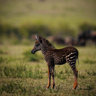 Doğa fotoğrafçısının çektiği nadir görülen zebra fotoğrafı şaşkına çevirdi... Ancak uzmanlar onun hakkında kötü haberi verdi - Resim : 2