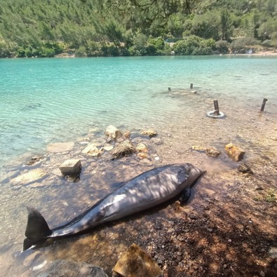 Vatandaşlar tedirgin! Bodrum Cennet Koyu'nda ölü yunus sahile vurdu - Resim : 2