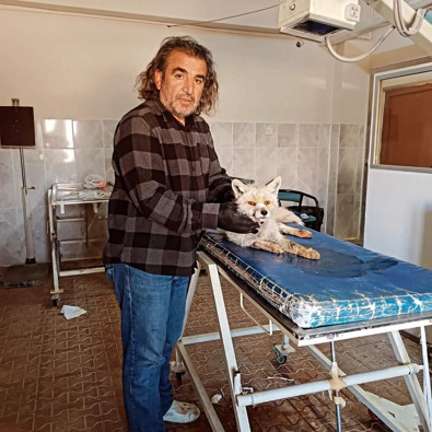 Van'da yol kenarında yaralı halde bulundu. Yetkili ekiplere teslim edilen yaban hayvanı acilen tedavi altına alındı - Resim : 2
