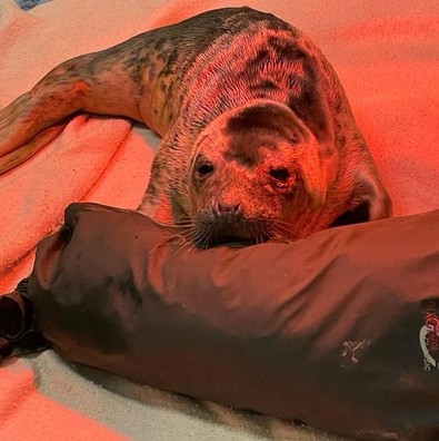 Buldukların yara içinde olan ve sürekli plastik kusan hayvan tedaviye alındı... Yetkililer tarafından tüm dünyaya önemli bir uyarı yapıldı - Resim : 2