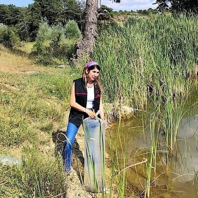 Uşak ve ilçelerinde 141 bin tanesi dağıldı... Şimdi 141 bin taneler ama 5 milyon olarak geri dönecekler - Resim : 2
