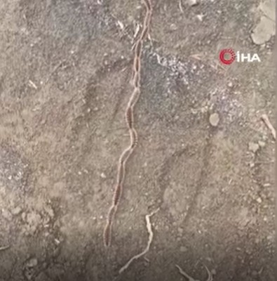 Tekirdağ'da 2000'lerce hayvan arka arkaya bağlanarak sürü oluşturdu! Ucunu gören olmadı! Doğada görürseniz sakın dokunmayın - Resim: 1
