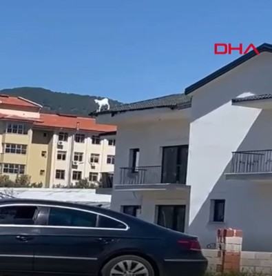 Muğla'da itfaiye ekipleri 1 hayvan hakkında ihbar aldı. Geldiklerinde gördükleri manzara önce güldürdü sonra yordu - Resim: 1