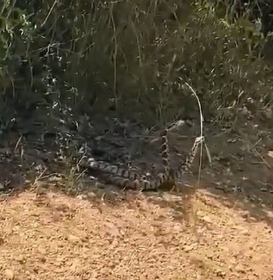 Çanakkale'de görüntülenen vahşi hayvanların inanılmaz tangosu! Havalar ısındı onların zamanı geldi... O anlar anbean kayda alındı - Resim : 1