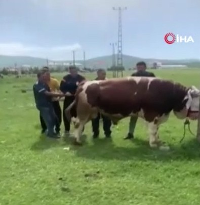 Ardahan’da 1 tonluk boğa korku dolu dakikalar yaşattı! Ortalığı karıştırdı, vatandaşlara saldırdı! - Resim : 1
