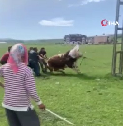 Ardahan’da 1 tonluk boğa korku dolu dakikalar yaşattı! Ortalığı karıştırdı, vatandaşlara saldırdı! - Resim : 2