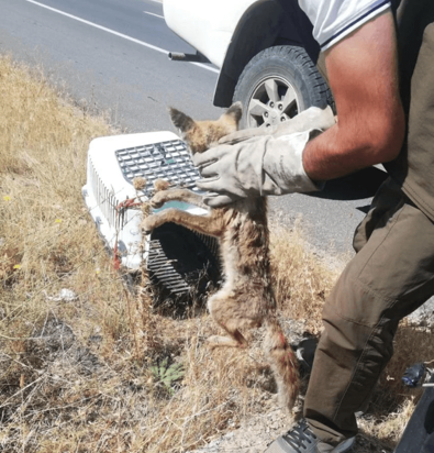 Arabanın çarptığı tilki Kars’ta tedavi altına alındı. - Resim : 1