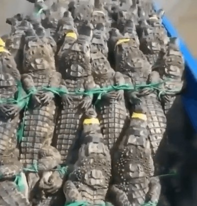 Dünyanın içini kan ağlatacak görüntüler yayınlandı. Hepsi elleri bağlı bir şekilde derilerinin yüzülmesini bekliyorlar. Birazdan olacak - Resim : 1
