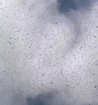 Dünya için resmen bir kıyamet alameti daha. Evlerinin önüne çıkıp gökyüzüne bakanlar gördü. Akın akın istila ettiler - Resim : 1