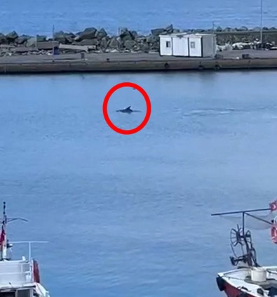 Yalova'da aniden balıkçı barınağına girdi, denize dalıp dalıp çıktı. Onu daha önce bu çevrede görmeyen vatandaşlar hemen kayda aldı - Resim : 1