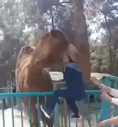 Türkiye'de şok eden olay. Yasak olmasına rağmen aldırmadı. Aniden tepinen hayvan kafasını kaptı - Resim : 1