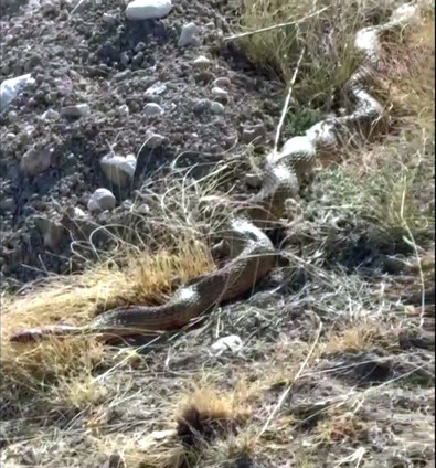 Doğanın vahşi ve devasa canlısı Sivas'ta ortaya çıktı! Gören herkes korkudan yerinden zıpladı... Böylesi zor denk gelir, boyu 5 metre uzunluğunda - Resim : 1