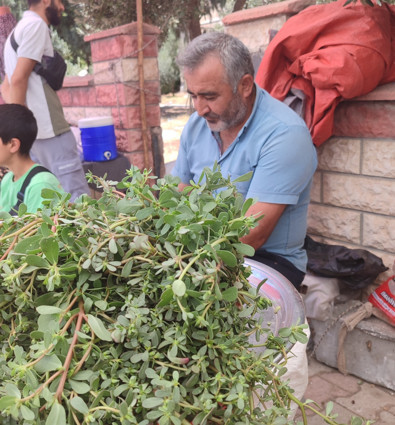 Kahramanmaraş dağlarından tek tek toplayıp pazara getiriyor. Şifa deposu ürün kapış kapış gidiyor - Resim : 1