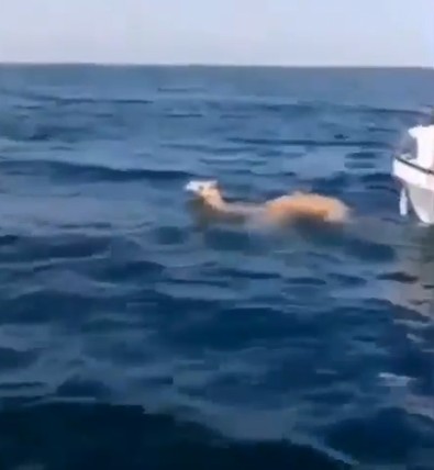 Çöl koşullarında, 50 C sıcaklıkta 9 gün aç ve susuz kalabilen hayvanın ortaya çıktığı yer akıllara durgunluk verdi. Tam 10 kilometre gidip geliyor - Resim : 1