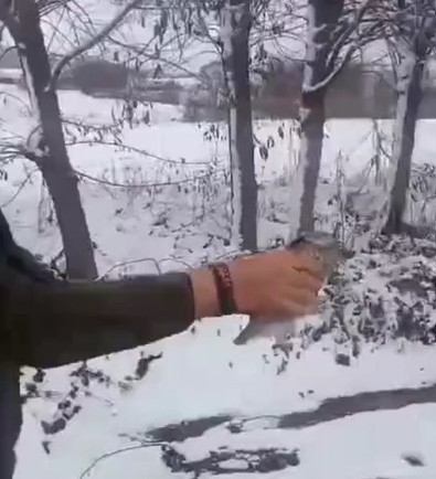 Kastamonu'da yaralı halde bulunmuştu. Tedavileri bitince özgürlüklerine kanat çırptılar - Resim : 1