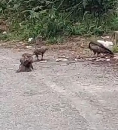 Türkiye'de bir ilk! Rize'de dünyanın en yırtıcı canlılarından oluşan sürü yola indi. Onlarcası bir arada görüntülendi. Daha önce kimse böyle bir şey görmemişti - Resim : 2