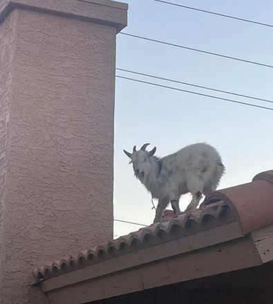 İtfaiye ekipleri aldıkları ihbar karşısında birbirlerine baktı. Olay yerine gidip kafalarını kaldırdıklarında onu gördüler. Çatıdan onlara bakıyordu - Resim : 2