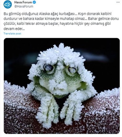 Doğanın en ilginç canlısı... Kışın kalbini dondurup, o tarihe kadar da geri açmıyor. Yeniden canlanıyor - Resim : 1