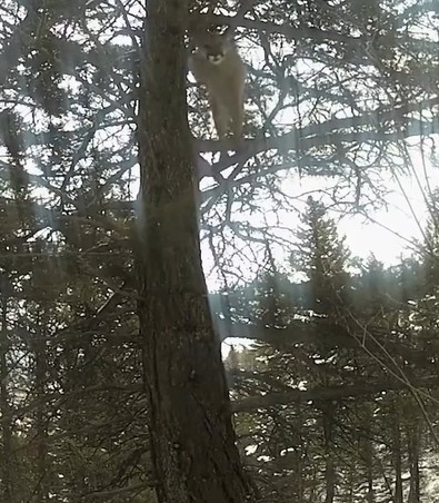 Doğanın yakalanması en zor canlısı, çalılıkların arasındaki kamerayı fark etti. Yaptığı hareketi, dünya tahmin edemezdi. 15 metre zıplıyor - Resim : 1