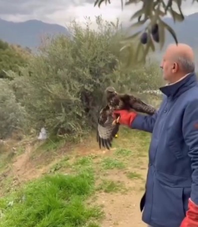 Aydın'da uçamayacak kadar yaralı ve bitkin halde bulundu. İhbar üzerine ekipler acil müdahale etti - Resim : 1