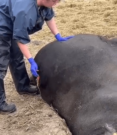 Çiftçi balon gibi şişen ineğini görünce hemen bir veteriner çağırdı. Patlamak üzere olan ineği kurtarmak için tek bir şey yaptı - Resim : 1