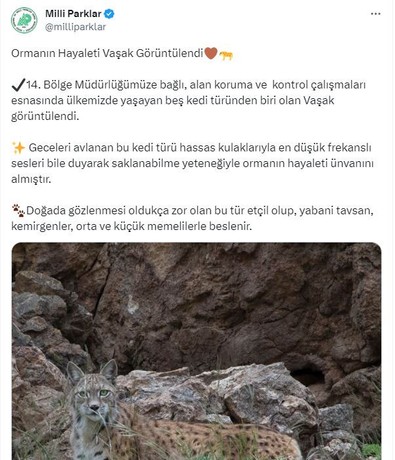 ‘Ormanın hayaleti’ olarak biliniyor… Koruma altındaydı! Van’da görüntülendi - Resim : 2