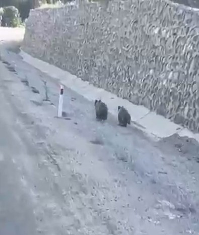 Oyuncu yavrular, yol kenarına inince otomobillerle yarışmaya başladı... O anlar cep telefonuyla kaydedildi - Resim : 1