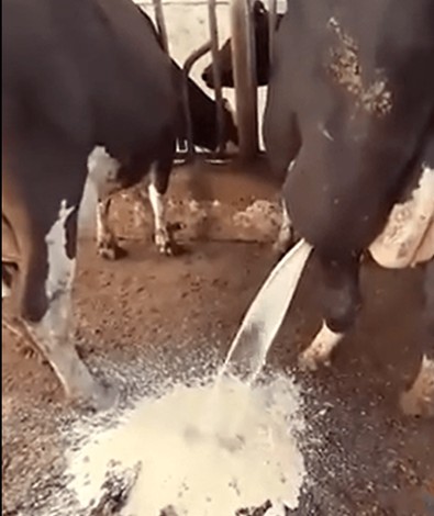 Çiftçi, ineğin arka bacağındaki şişliğe bir iğne batırdı. Dakikalar boyunca şelale gibi akan beyaz sıvıyı süt sanıldı, meğer iğrenç bir şeymiş - Resim : 1