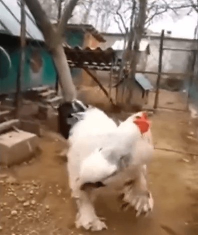 Doğada böylesiyle asla karşılaşamazsınız, çünkü yok. Birazdan kümesinden çıkacak. Dev horoz şaşırttı - Resim : 1