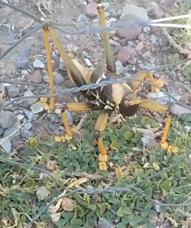 Elazığ'da arı kovanlarına bakmaya gittiğinde onunla karşılaştı. Şaşkına dönen vatandaş, hem sohbet etti hem kayda aldı - Resim : 1