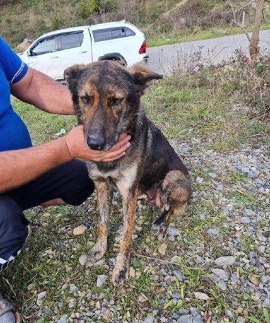 Pendik'te kemikleri sayılan köpek yavruları donarak öldü - Resim : 2