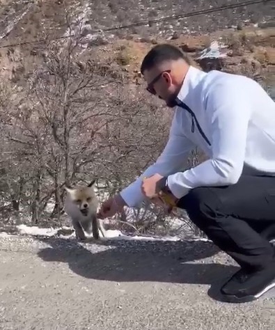 Tunceli'deki tabiatıyla ünlü milli parkta doğa gezisi yapan vatandaş onunla karşılaştı. Hemen arabadan inip eliyle kraker yedirdi - Resim : 1