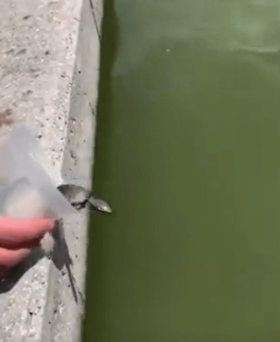 Kaplumbağayı suya bırakan çocuk, sadece saliseler sonra yaşanan olaya inanamadı! Aniden belirdi, kimse fark edemedi - Resim : 1