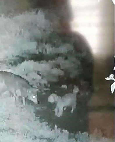 Konya'da koyun çiftçiliğine dadanan kurttan yaka silktiler. Koyunlara ulaşamayan kurdun yaptığı korkunç şey güvenlik kameralarına yansıdı - Resim : 1