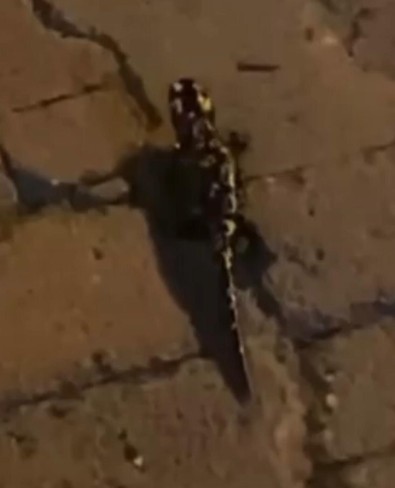 Türkiye'de çok nadir görülen ve nesli tükenen canlı o ilimizde gece saatlerinde ortaya çıktı! Hemen kameraya alındı - Resim : 1