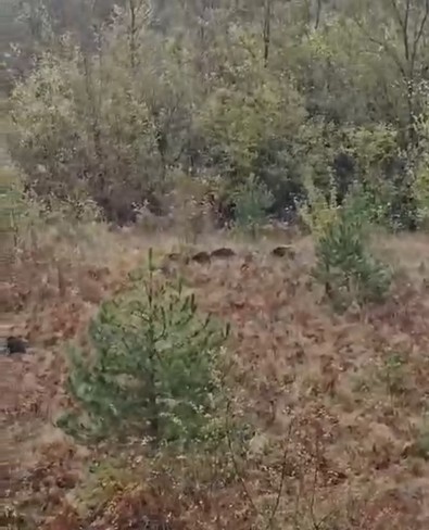 Zonguldak'ta bir anda doğada bir anda göz gözü görmedi. Sürü halinde gezen canlı panik içerisinde kaçıştı - Resim : 1