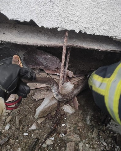 Türkiye’nin korkuyla beklediği canlı, Kastamonu’daki bir depoda ortaya çıktı. Hayvan için acilen resmi ekipler görevlendirildi - Resim : 1