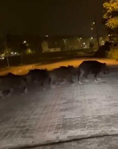 Süper istilacı tür gecenin karanlığında Zonguldak'ta ortaya çıktı! Gözü dönen vahşi hayvanlar şehir merkezine kadar indi - Resim : 1
