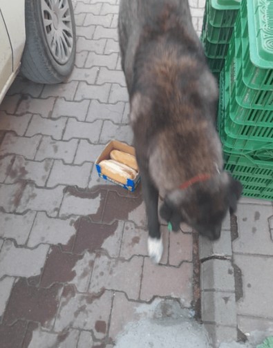 Esnafın iki gün üst üste yemek verdiği köpeğin yaptığı hareket esnafları duygulandırdı! Elinde neyle geldi - Resim : 1