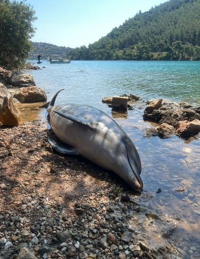 Vatandaşlar tedirgin! Bodrum Cennet Koyu'nda ölü yunus sahile vurdu - Resim : 3