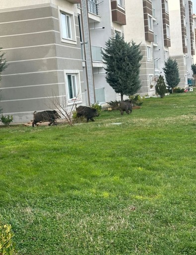 Anadolu bitti sıra İstanbul'da... Yiyecek bulamayınca ilçe merkezine geldiler. Aç hayvanlar, yiyecek ararken gezmedikleri yer kalmadı - Resim : 1