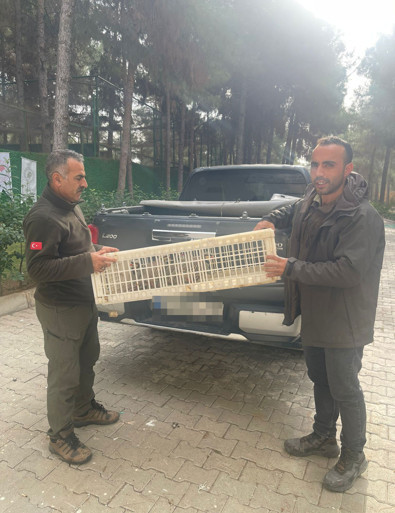 Şırnak'ta Doğa Koruma ekipleri tarafından ele geçirildiler. 5 tanesi yeniden doğaya salındı - Resim : 1