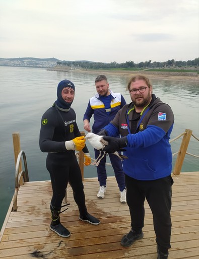 Balıkesir'de dalış için hazırlanırken suyun içinde acı içinde çırpınan canlıyı gördü, yanına koştu. Zavallı canlıyı kurtaran ekip lideri takdir topladı - Resim : 1