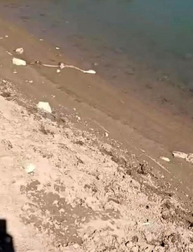 Elazığ'da su kenarına giden vatandaşlar, onu görünce hemen kayda aldı. Sürüne sürüne suya girdi, balık avlayıp gözden kayboldu - Resim : 1