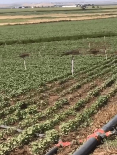 Hep beraber geldiler…Tarlaya daldılar, kocaman ayaklarıyla ne var ne yok ezip geçtiler - Resim : 1